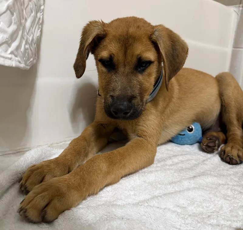 Scooby Doo thumbnail 3