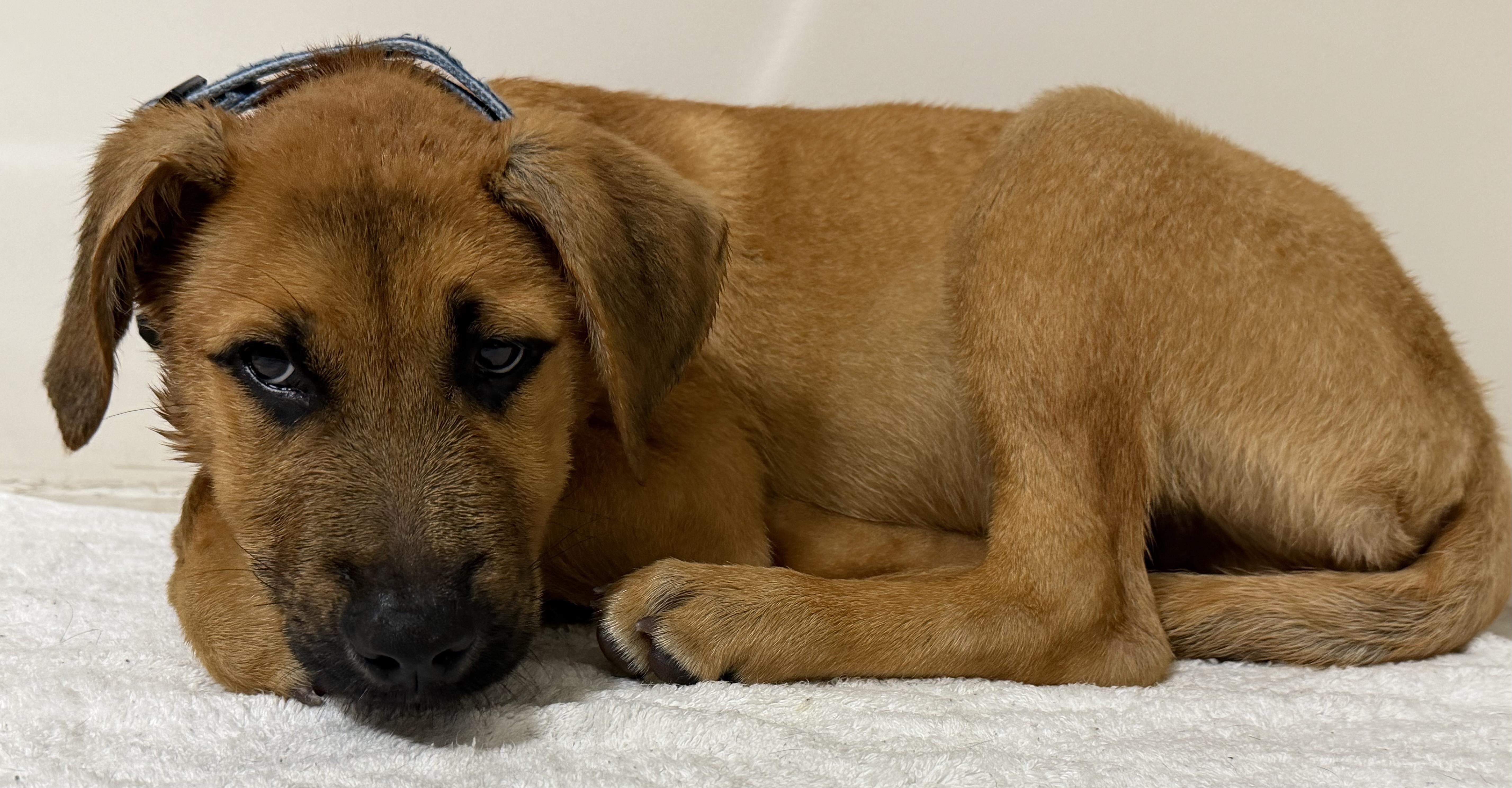 Scooby Doo thumbnail 4