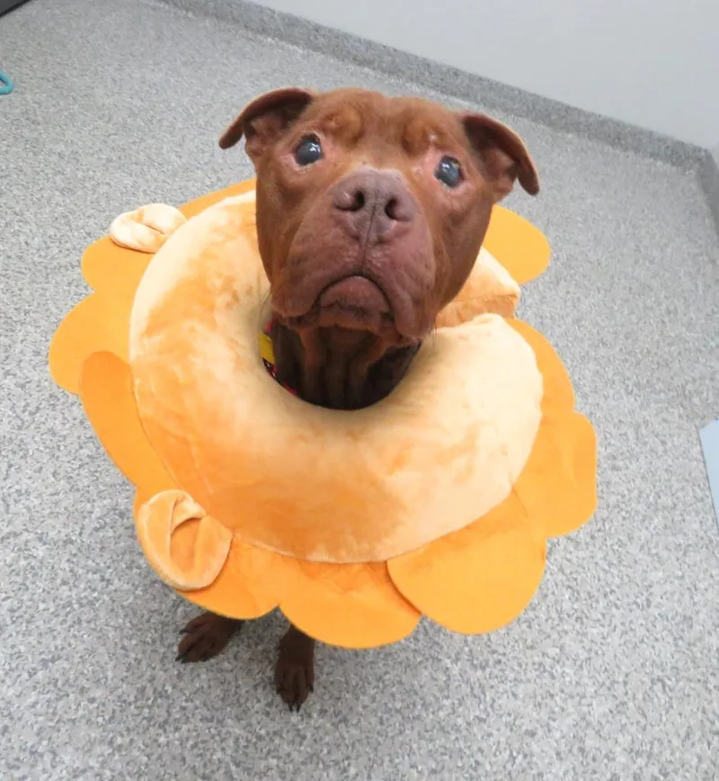 Sir Phillip Crane thumbnail 2