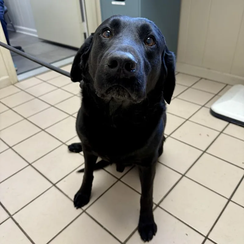 Wrangler thumbnail 2