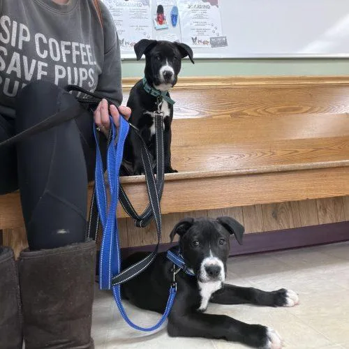 Cindy Lou thumbnail 2