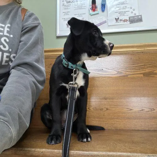 Cindy Lou thumbnail 3