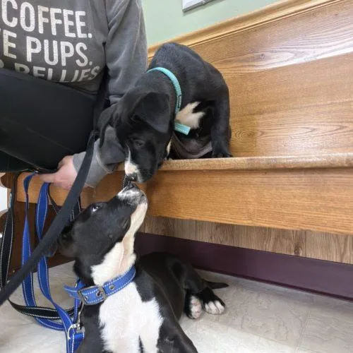 Cindy Lou thumbnail 4