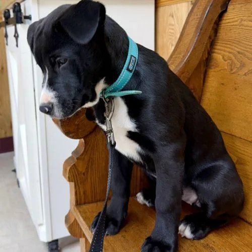 Cindy Lou thumbnail 5