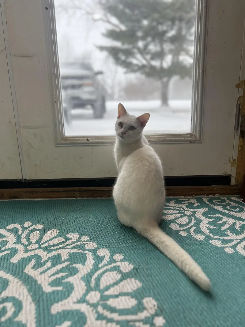 Collette thumbnail 3