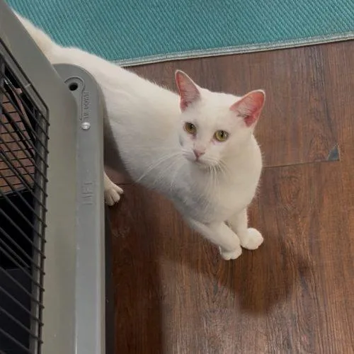 Collette thumbnail 4