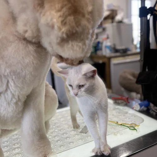 Collette thumbnail 5