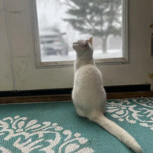 Collette thumbnail 6