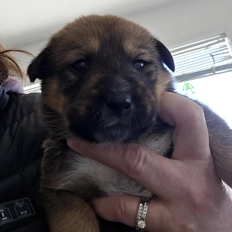 Hazelmae thumbnail 2