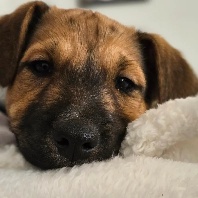 Hazelmae thumbnail 4