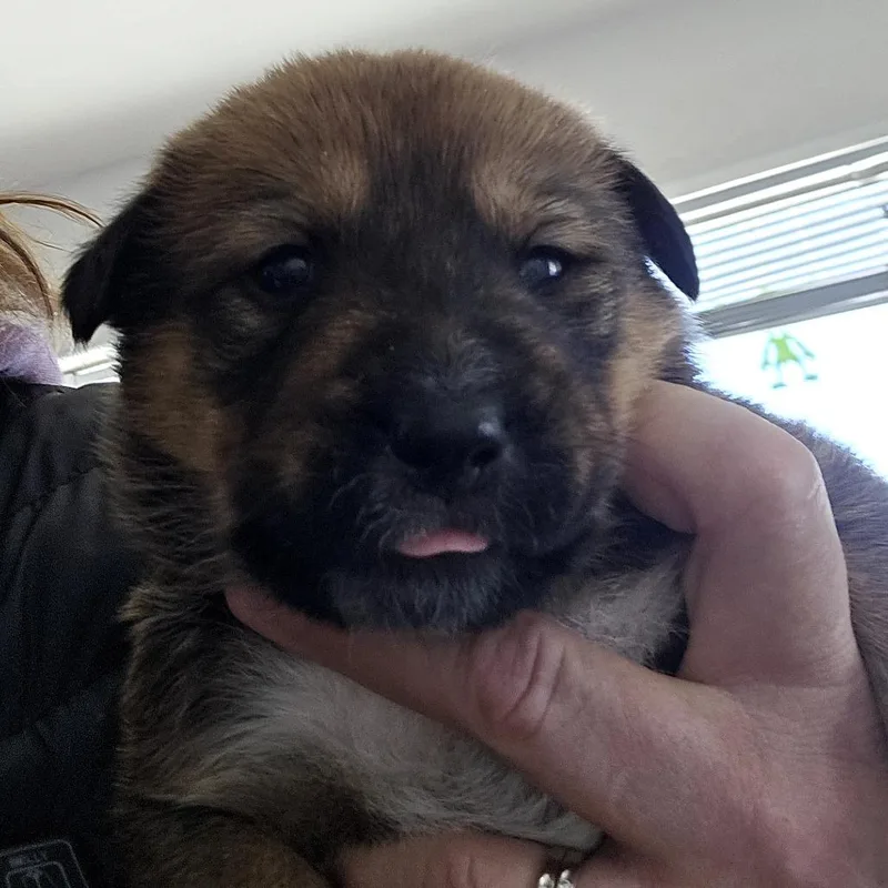 Hazelmae thumbnail 6