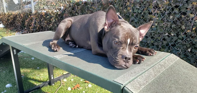 Penelope thumbnail 2