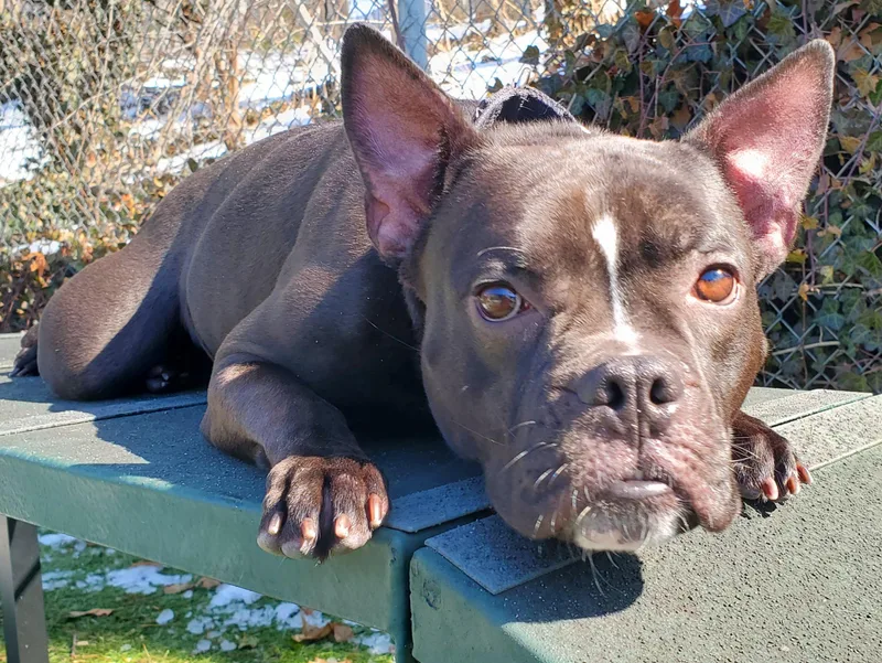 Penelope thumbnail 4