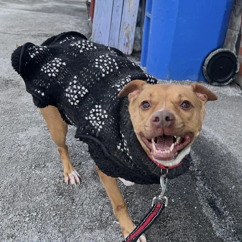 Sapphire thumbnail 2