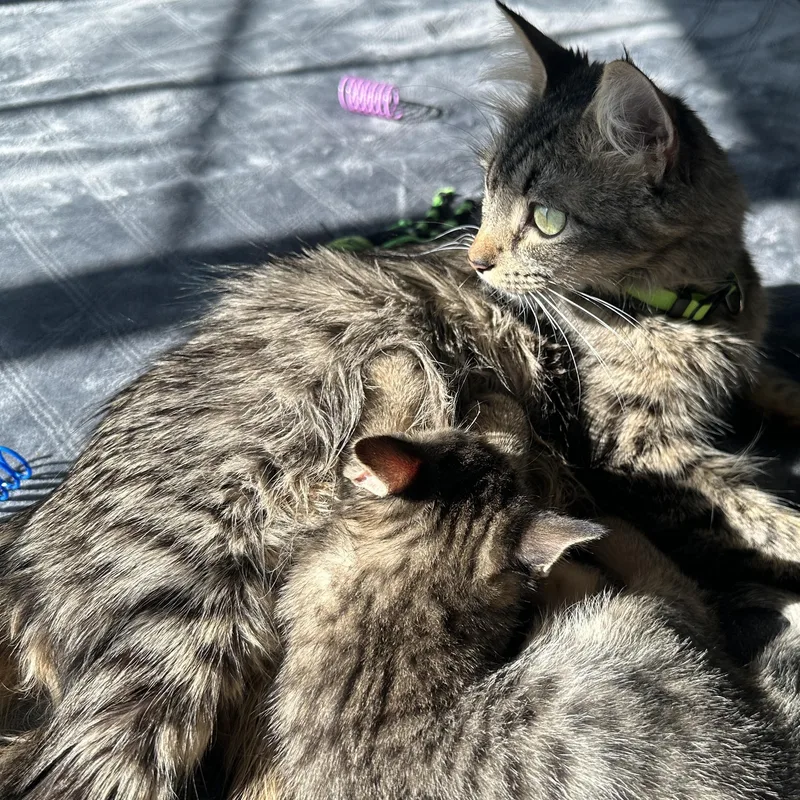 Momma Lola thumbnail 3