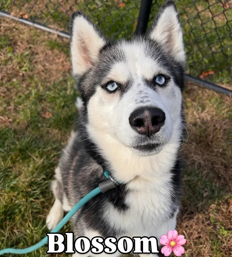 Blossom Tag