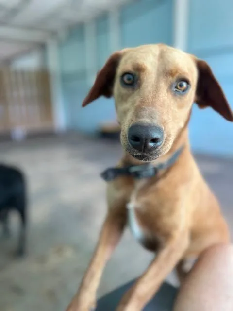 Cocobear thumbnail 4