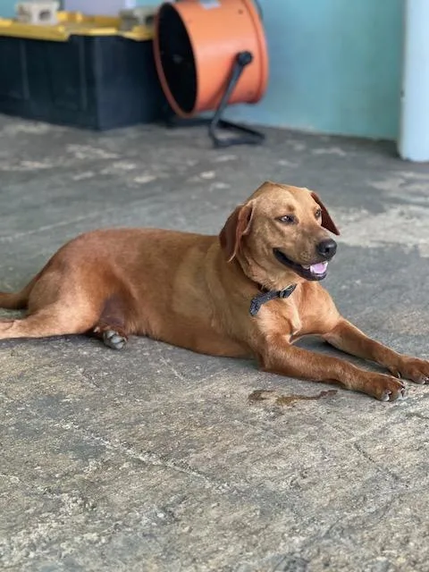 Cocobear thumbnail 5