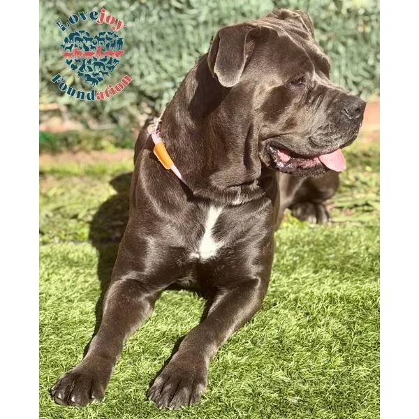 Lainey Coh thumbnail 2