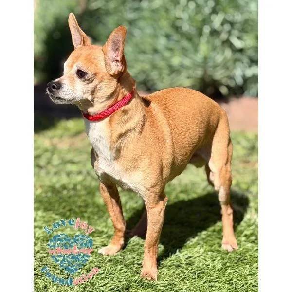 Seahorse Mb thumbnail 2