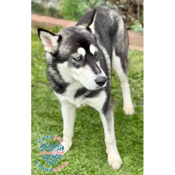 Tokyo Coh thumbnail 2