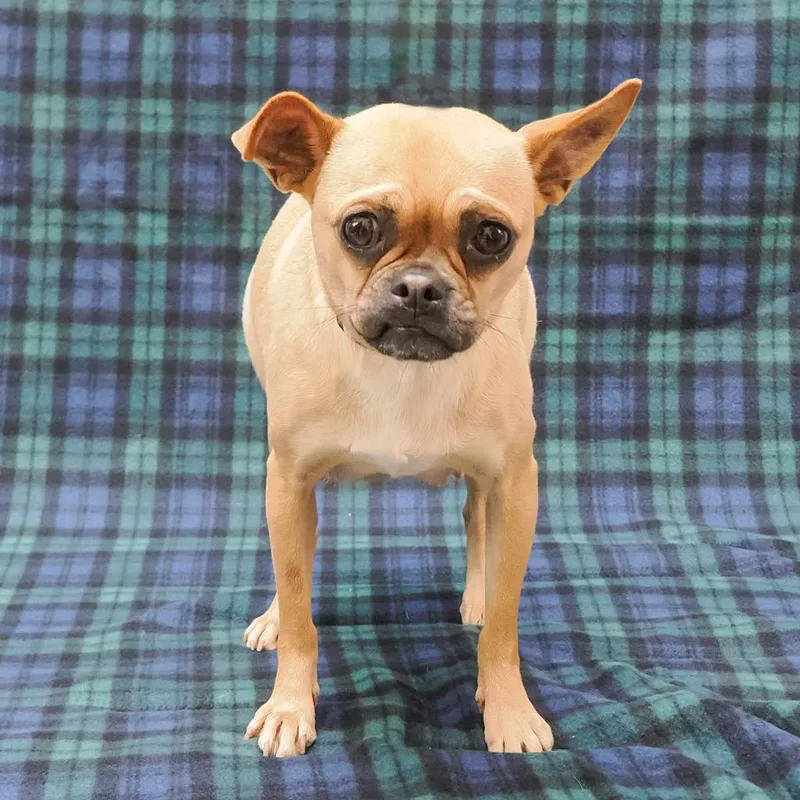 Rosie Posey thumbnail 6