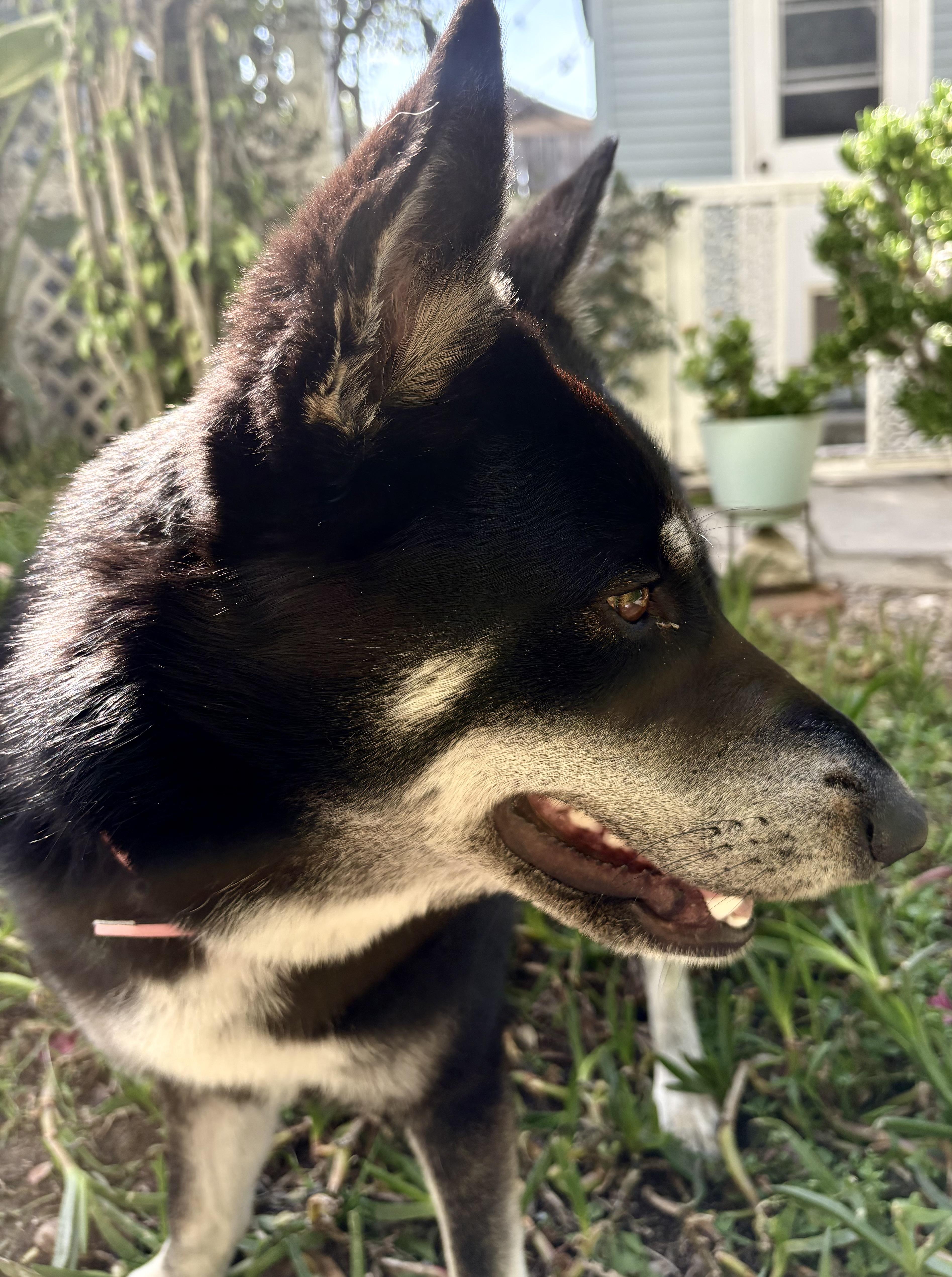 Rosie Is Well Socialized thumbnail 2