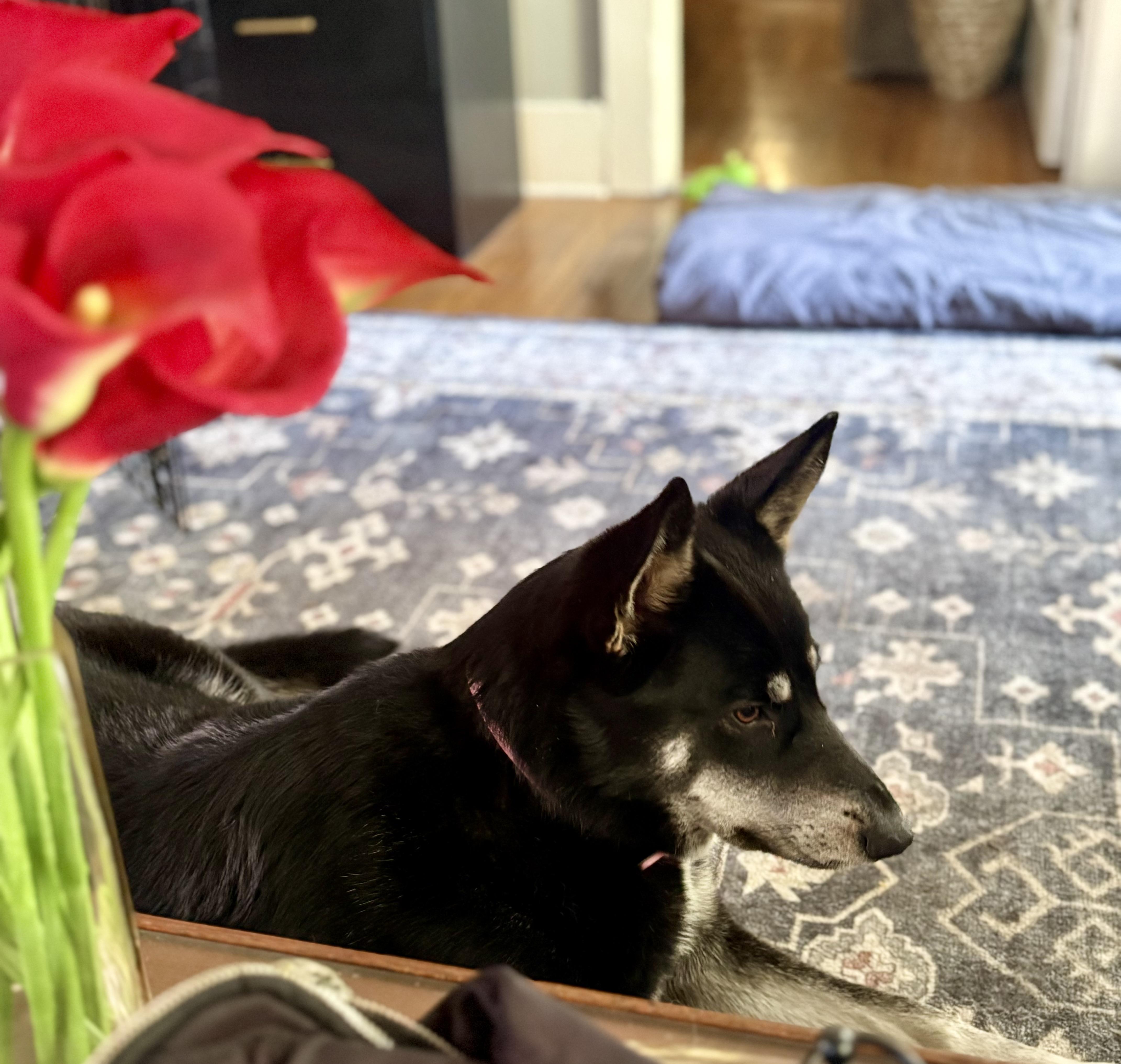 Rosie Is Well Socialized thumbnail 4