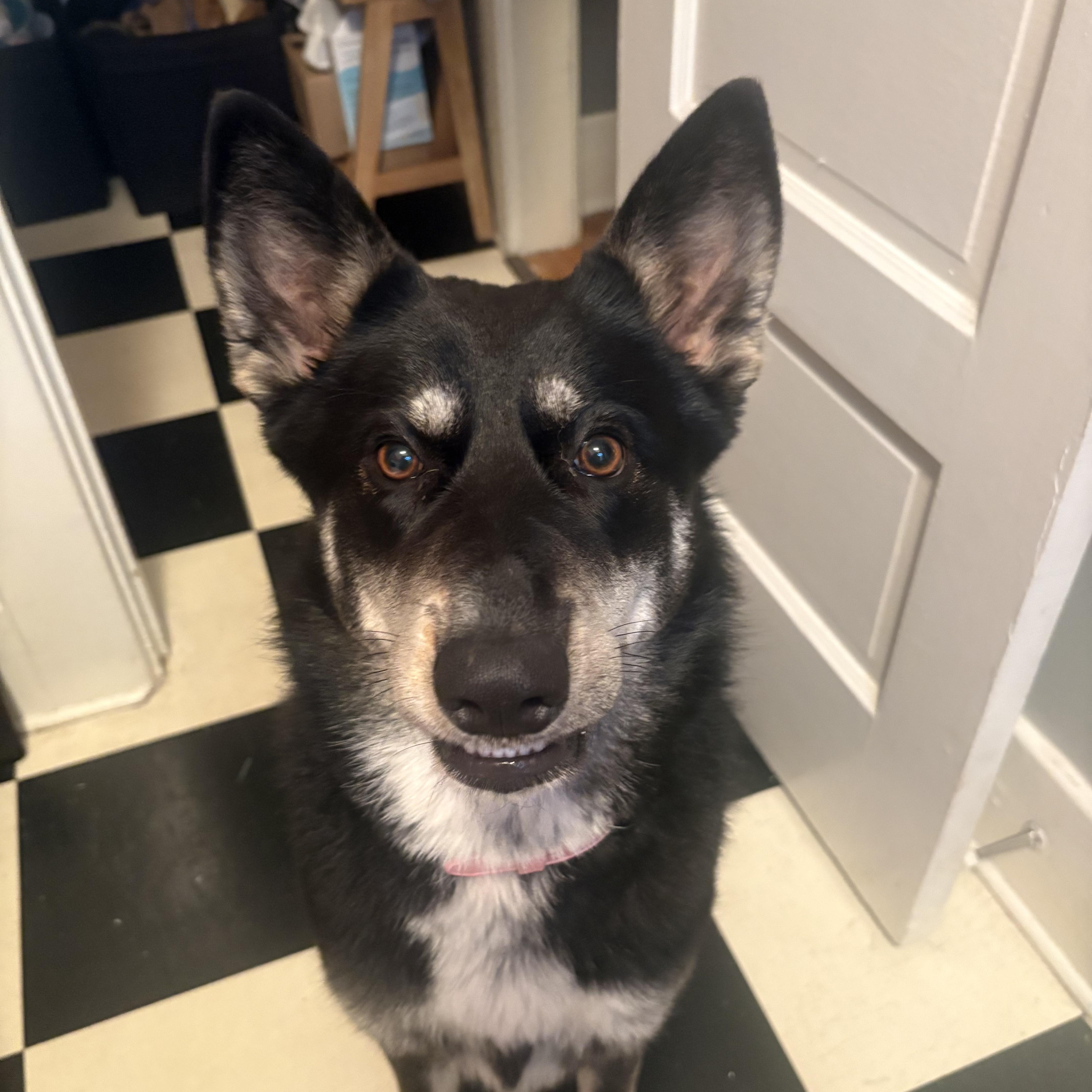 Rosie Is Well Socialized