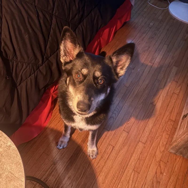 Rosie Is Well Socialized thumbnail 5