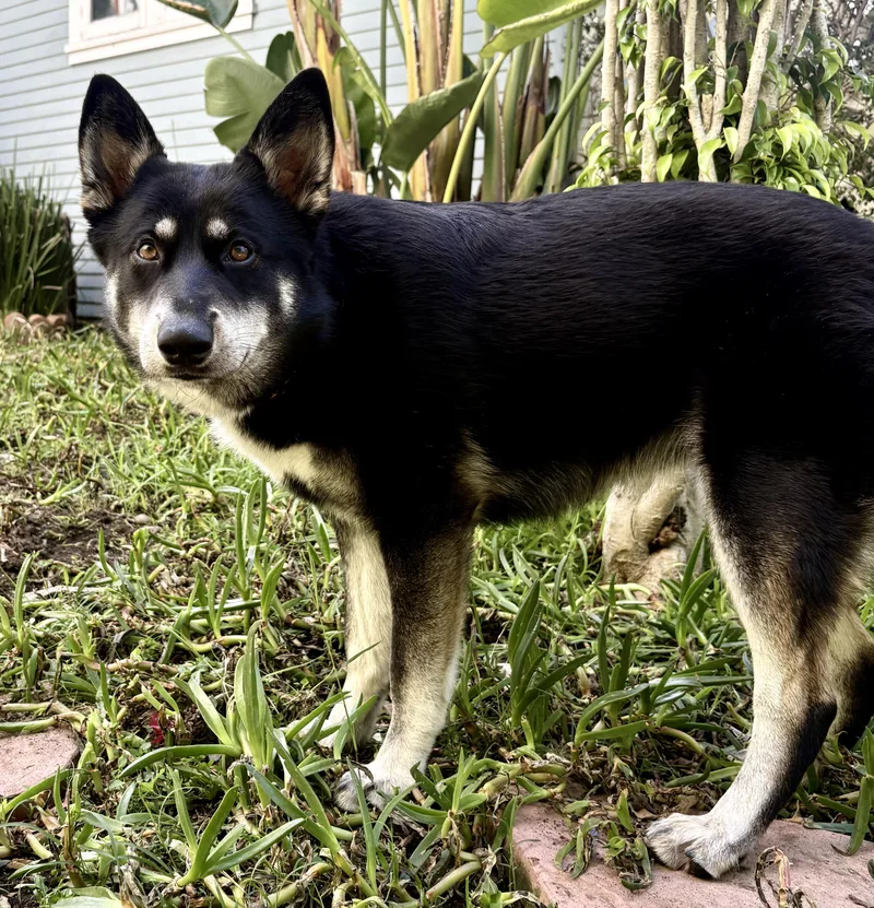 Rosie Is Well Socialized thumbnail 6