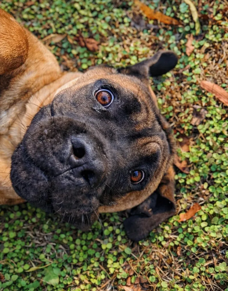 Mr Cruncher thumbnail 3