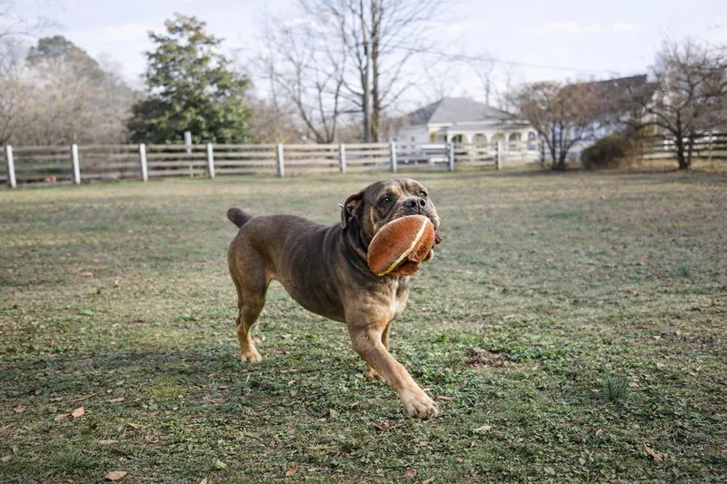 Jimmy Pig thumbnail 2