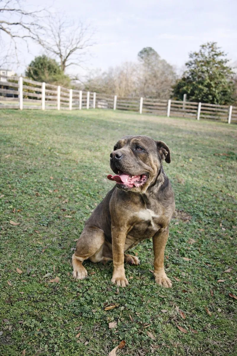 Jimmy Pig thumbnail 3