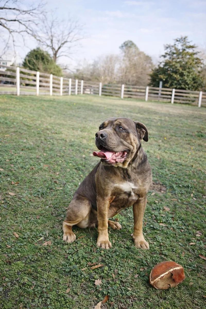 Jimmy Pig thumbnail 4