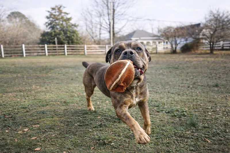 Jimmy Pig thumbnail 5