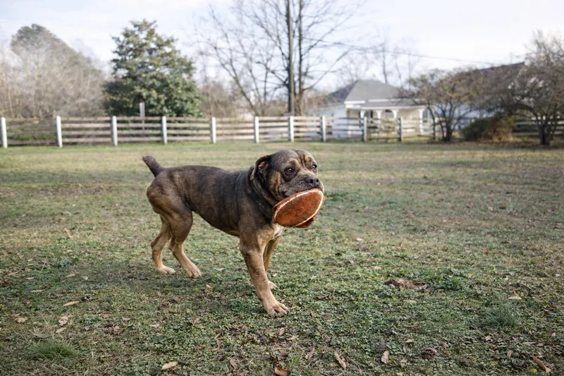 Jimmy Pig thumbnail 6