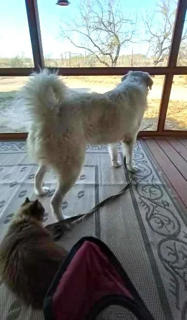 Cisco Sat thumbnail 3