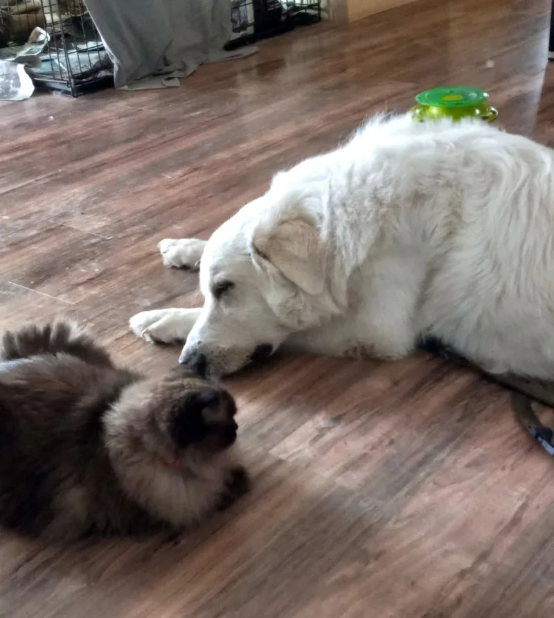 Cisco Sat thumbnail 4