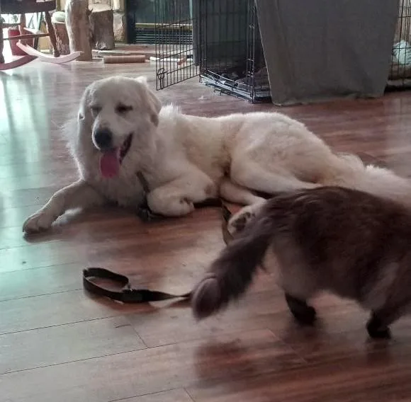 Cisco Sat thumbnail 5