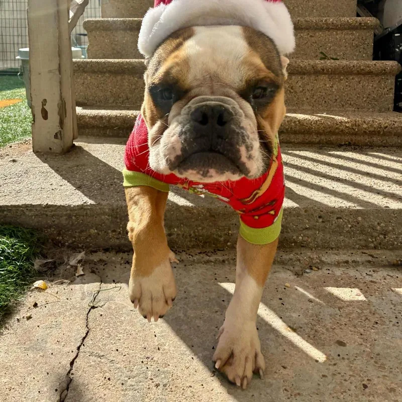 King K. Rool thumbnail 2