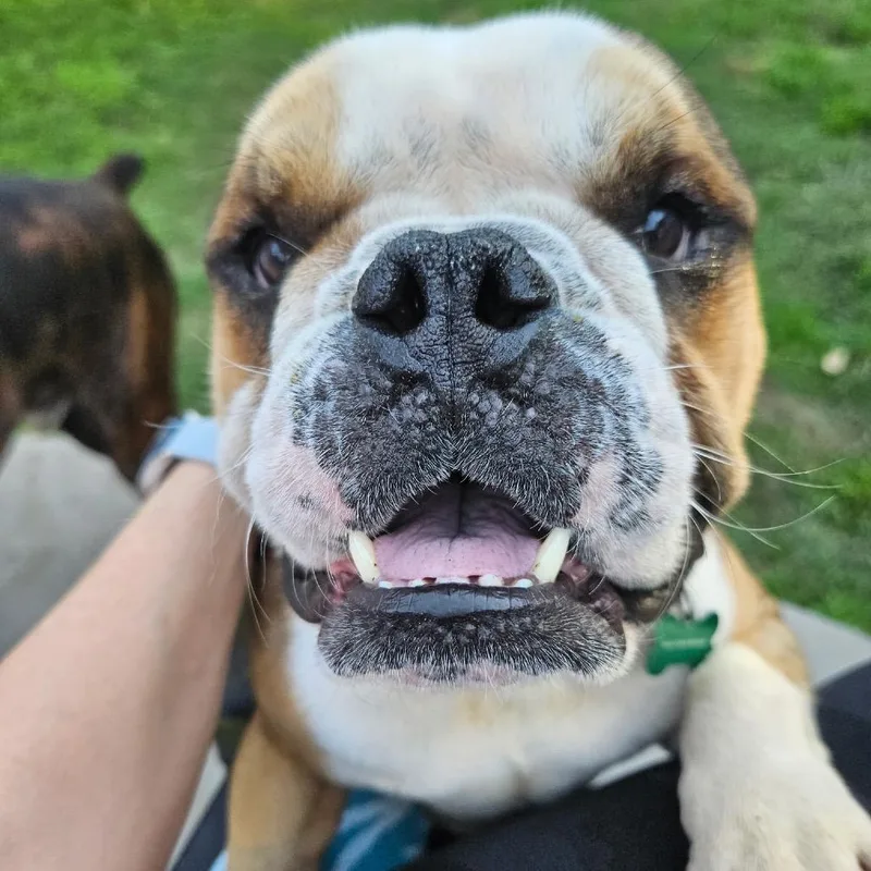 King K. Rool thumbnail 4