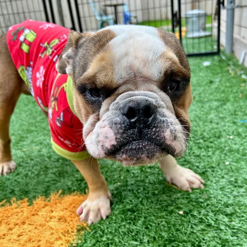 King K. Rool thumbnail 6