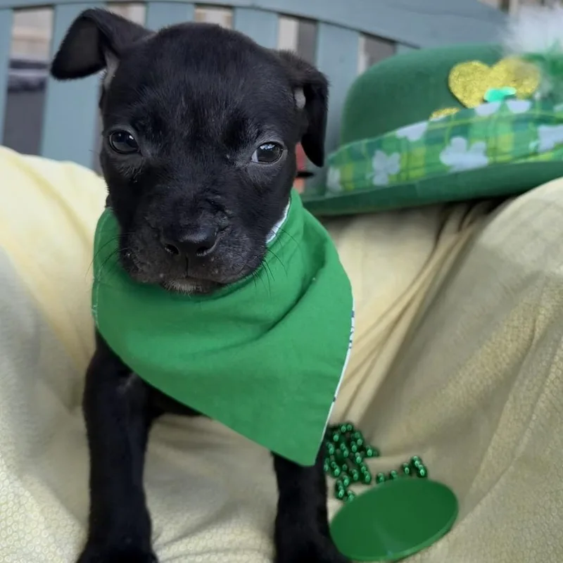 Kirk Doglas thumbnail 2