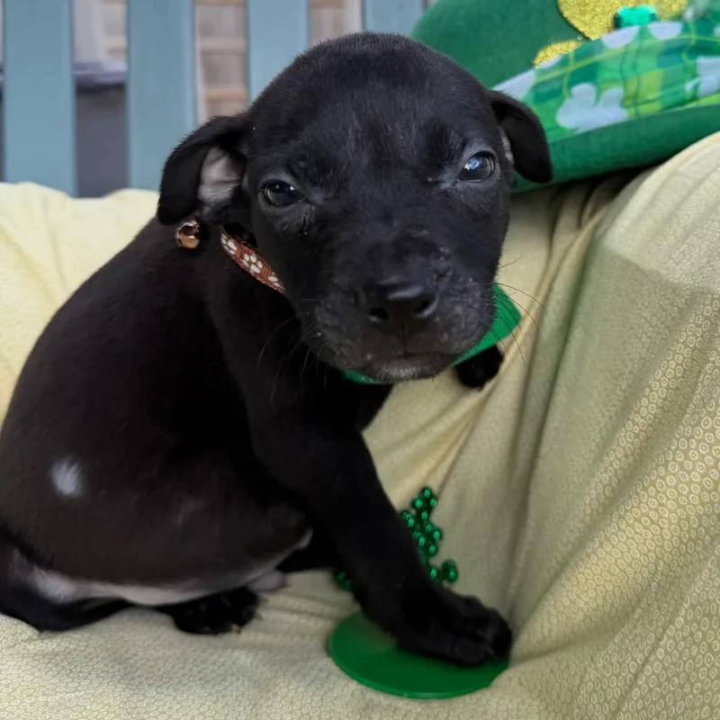 Kirk Doglas thumbnail 3