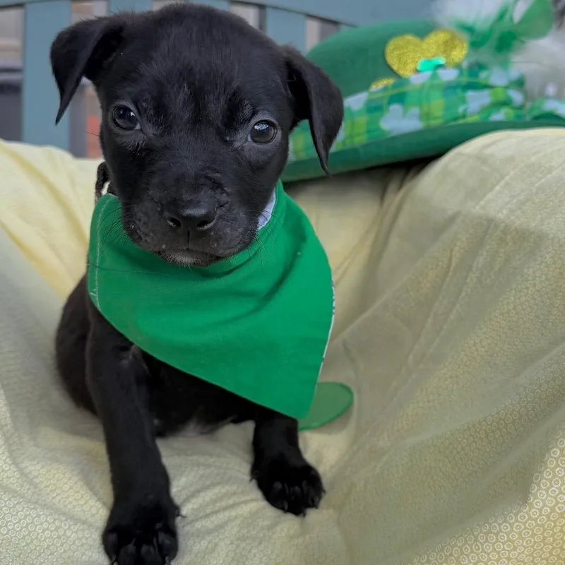 Kirk Doglas thumbnail 4