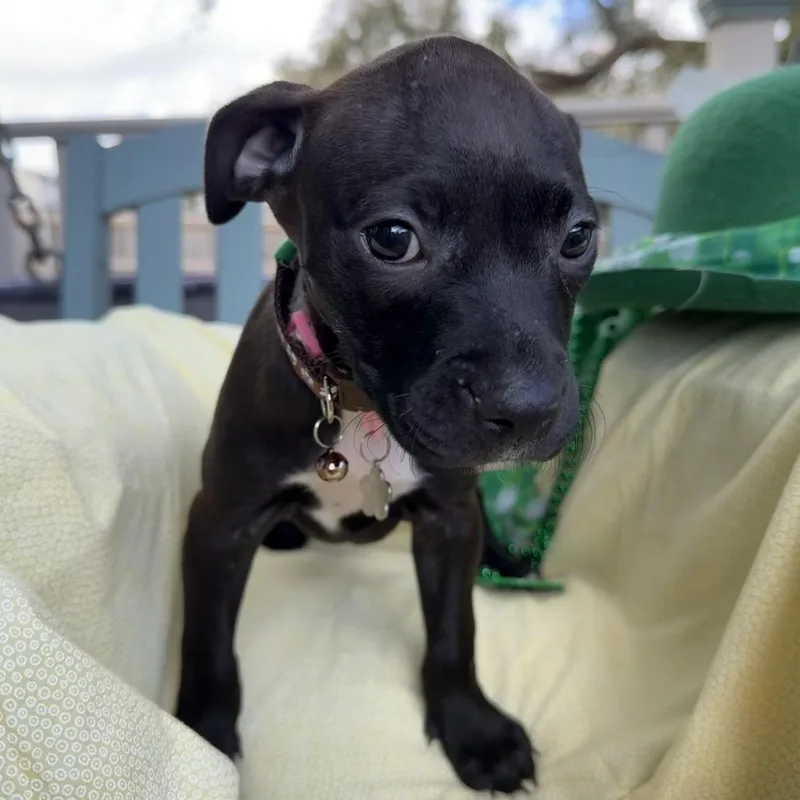 Marilyn Monwoof thumbnail 2