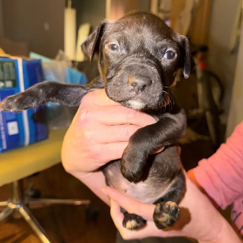 Marilyn Monwoof thumbnail 3