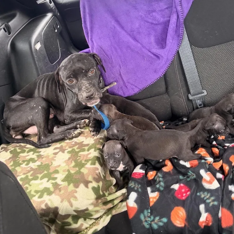 Marilyn Monwoof thumbnail 4