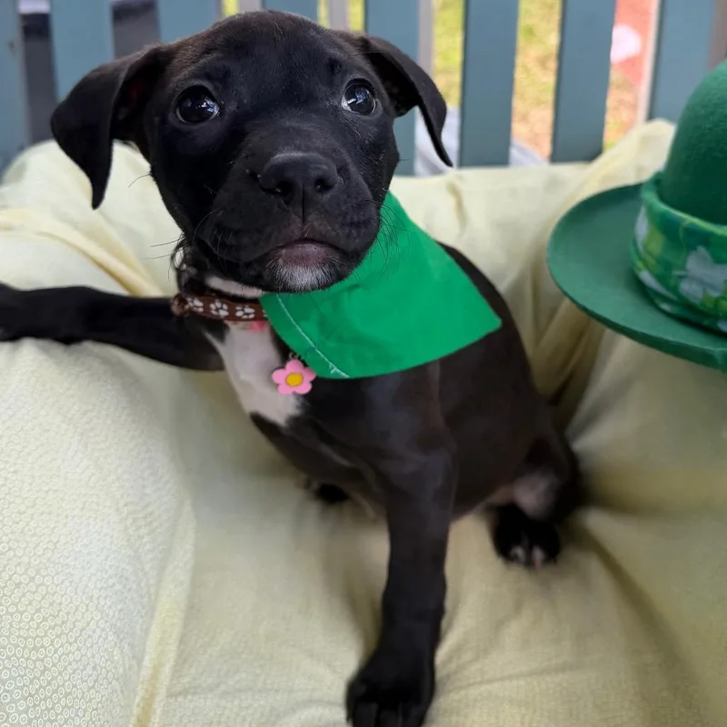 Marilyn Monwoof thumbnail 5